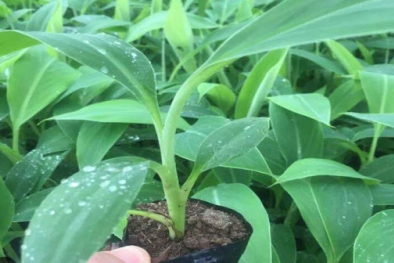 TCVN 13607-6:2024 về giống chuối hướng đến đảm bảo nâng cao năng suất và chất lượng