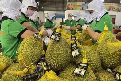 Xây dựng tiêu chuẩn quốc gia về sầu riêng, nâng tầm chất lượng sản phẩm