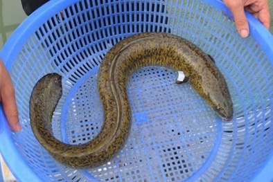 Cảnh báo ngộ độc cá biển do độc tố ciguatoxin