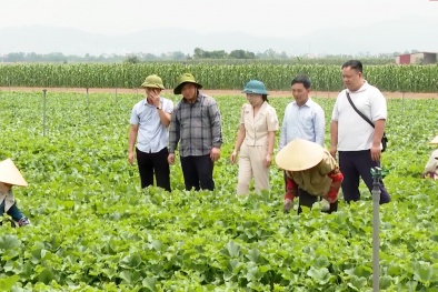 Chuẩn hóa nông sản Việt: Hợp tác xã là chìa khóa chinh phục thị trường quốc tế