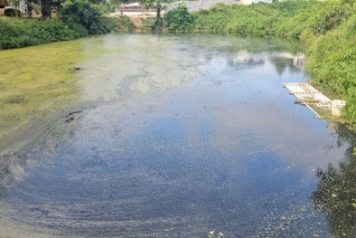 Thanh Hóa xử phạt chủ trang trại lợn hơn 1 tỷ đồng do xả thải ra môi trường