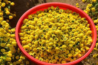 Thanh Hóa: Thu hồi dược liệu Cúc hoa vàng không đạt tiêu chuẩn chất lượng