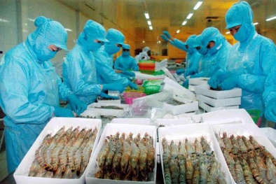 Tôm Việt Nam vào Mỹ được đánh giá cao nhờ chất lượng, truy xuất nguồn gốc và tiêu chuẩn an toàn thực phẩm
