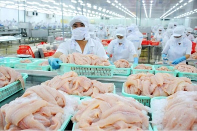 Việt Nam dẫn đầu toàn cầu về sản lượng cá tra đạt chứng nhận ASC