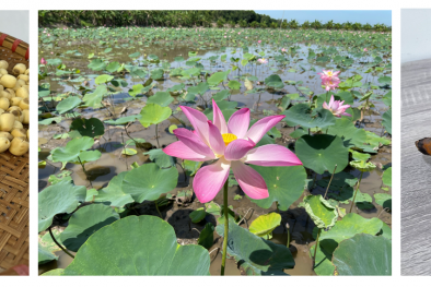 Đồng Tháp dùng công cụ sở hữu trí tuệ để nâng tầm sản phẩm địa phương