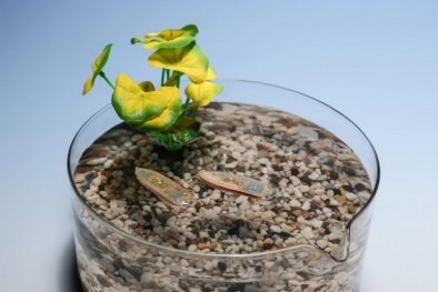 Robot làm từ thức ăn cá: Giải pháp sinh học cho môi trường nước 