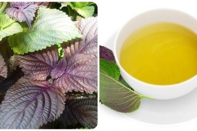 Uống nước lá tía tô: Lợi ích, rủi ro và những đối tượng cần tránh