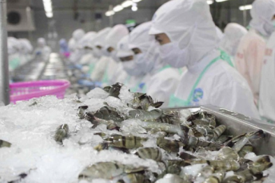 Truy xuất nguồn gốc trở thành điều kiện sống còn khi xuất khẩu tôm sang Mỹ