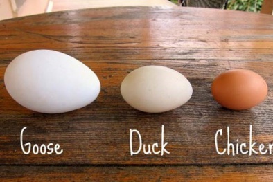 Trứng ngỗng không phải 'thần dược' cho thai kỳ như lời đồn