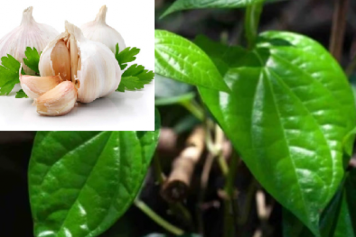 Chuyên gia cảnh báo: Tỏi và lá trầu không không thể chữa tiểu đường và cao huyết áp