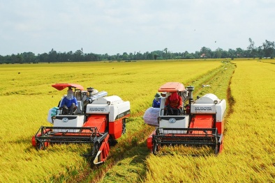 Nông nghiệp thông minh: Cách mạng trên cánh đồng lúa