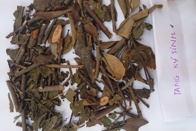 Xử lý lô dược liệu Tang ký sinh không đạt tiêu chuẩn chất lượng 