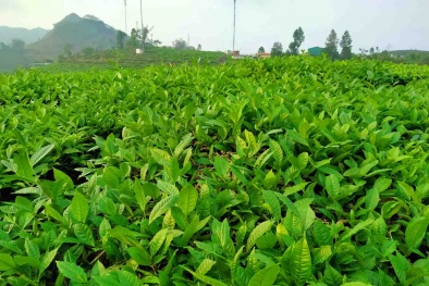 Chè Lai Châu được bảo hộ chỉ dẫn địa lý