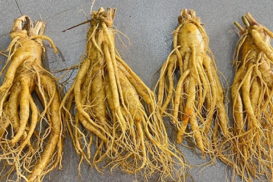 Dùng đúng nhân sâm để hỗ trợ tốt cho bệnh nhân tiểu đường