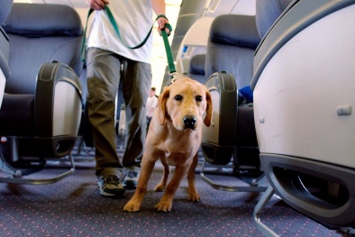 Colombia kêu gọi ban hành tiêu chuẩn toàn cầu về vận chuyển thú cưng trên máy bay