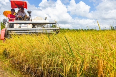 Cà Mau phê duyệt chương trình hỗ trợ doanh nghiệp nâng cao năng suất, chất lượng giai đoạn 2026-2030