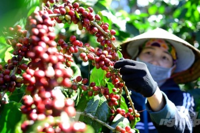 Cà phê Việt Nam đạt năng suất cao nhất thế giới: Thực trạng, nguyên nhân thành công 
