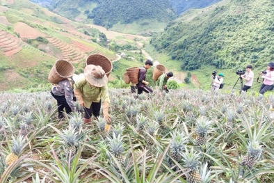 Cấp văn bằng bảo hộ nhãn hiệu chứng nhận cho sản phẩm 'Dứa Sơn La'