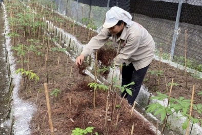 Lai Châu chuẩn hóa định mức tiêu chuẩn giống cây trồng, vật nuôi, thủy sản giai đoạn mới