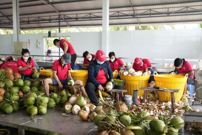 Dừa Việt Nam “chia sân” ở Mỹ: Hành trình của Vina T&T và những bài học cho nông sản Việt