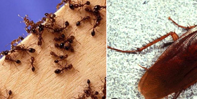 Thuốc diệt gián và kiến hiệu quả cao nhưng cần dùng đúng cách để tránh rủi ro sức khỏe