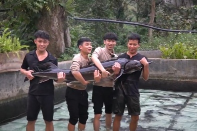 Cơ hội sở hữu Cá tầm lớn nhất Lai Châu trong Tuần lễ nông sản Việt 2025