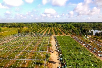 Doanh nghiệp Việt chủ động chinh phục thị trường Halal bằng chất lượng và minh bạch