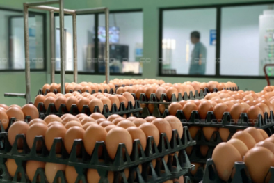 Doanh nghiệp chăn nuôi ở Bắc Ninh đẩy mạnh ứng dụng công nghệ, nâng cao năng suất chất lượng