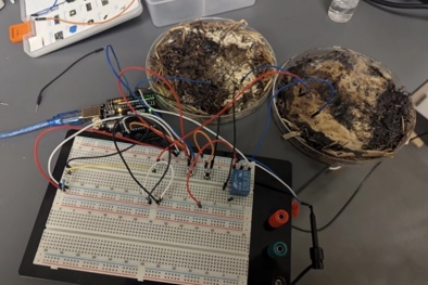 Nấm hương trở thành 'bộ não sinh học': Bước tiến mới trong công nghệ chip thân thiện môi trường 