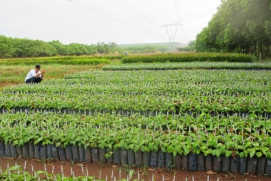 TCVN 14130:2024 về phục tráng bằng phương pháp nuôi cấy mô cho các giống keo và bạch đàn được công nhận