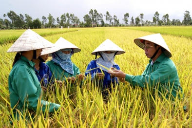 Nông nghiệp Việt Nam trước cơn sóng chuyển đổi số