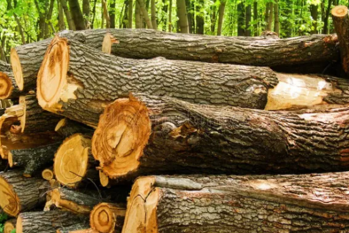 TCVN 14121:2024 về đặc điểm cấu tạo thô đại và hiển vi của gỗ