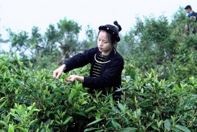 Nâng cao năng suất vùng cao: Bắt đầu từ việc ‘gieo trồng’ nhận thức về cải tiến