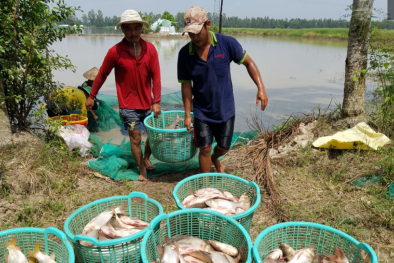 Tăng năng suất, nâng chất lượng ngành thủy sản