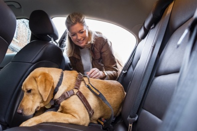 ASTM ban hành tiêu chuẩn an toàn mới cho dây nịt chó trên xe cơ giới