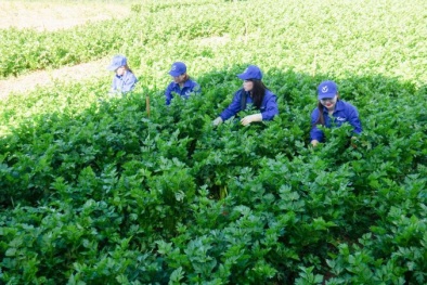 Doanh nghiệp Việt tăng tốc chinh phục thị trường Halal