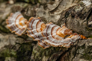 Phát triển lớp phủ tự nhiên từ nấm đuôi gà tây hứa hẹn thay thế màng bọc nhựa dùng một lần