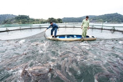 Nâng tiêu chuẩn và năng suất chất lượng để thủy sản Việt Nam giữ vững vị thế xuất khẩu