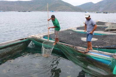 Chung tay kiểm soát ô nhiễm trong sản xuất thuỷ sản, nỗ lực bảo vệ môi trường 