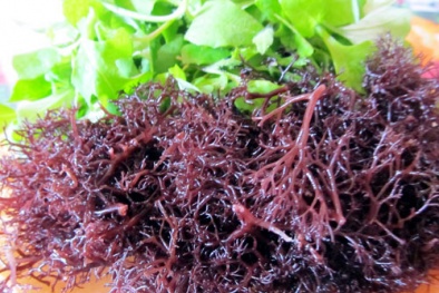 TCVN 14440:2025 áp dụng cho các sản phẩm từ rong mứt