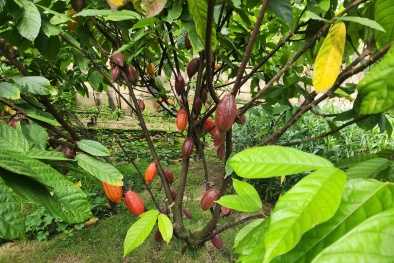 'Vàng nâu' Việt Nam lột xác nhờ công nghệ cao 