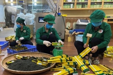 Nâng tầm phát triển ngành chè bền vững với các tiêu chuẩn và công cụ nâng cao năng suất