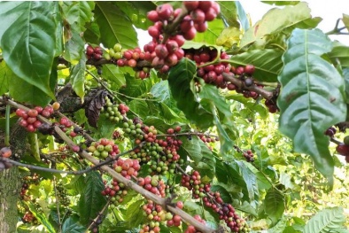 Cà phê Tây Nguyên: Canh tác thông minh giữa biến đổi khí hậu