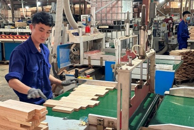 Nâng tầm sản phẩm địa phương: Lào Cai chủ động triển khai chương trình năng suất chất lượng