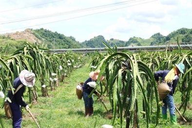 Sơn La tập trung cải thiện năng suất: Bước đi chiến lược nâng giá trị hàng hóa địa phương