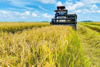 Chuyển đổi xanh ngành lúa gạo: Đòn bẩy nâng vị thế thương hiệu gạo Việt