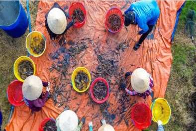 Nâng cao năng suất chất lượng hạt lúa ĐBSCL từ liên kết sản xuất