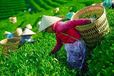 Hơn 400 container chè Việt mắc kẹt tại Pakistan: Ngành chè đứng trước nguy cơ đứt gãy chuỗi sản xuất