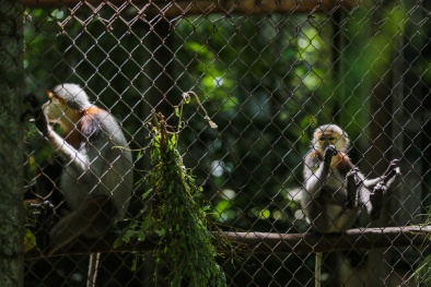 TCVN 14210:2024 kỹ thuật chuồng nuôi linh trưởng