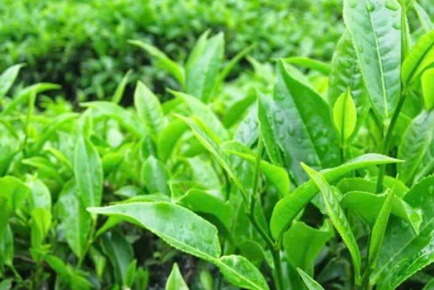 Quyết liệt hỗ trợ tháo gỡ gần 500 container chè Việt Nam bị ách tắc tại cảng Karachi (Pakistan)